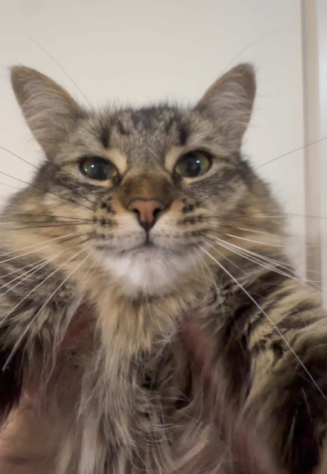 Mickey was captured #catsoftiktok 