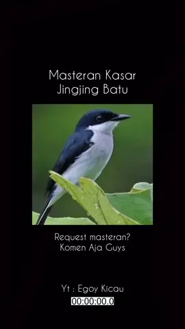 Masteran Jingjing Batu Full Tembakan #masteranburung #masteranmuraibatu #masteranburungjuara #masteran #fyp 