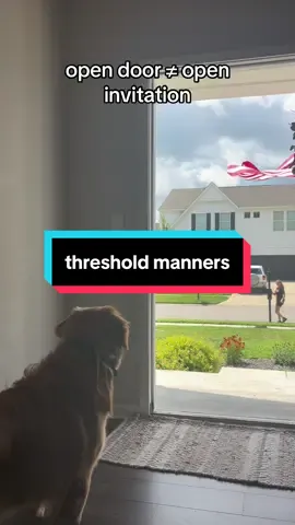 brb gotta go check the mail can you watch perry for me ? #dogtrainer #DogTraining #balancedtraining #balancedtrainer #goldenretriever