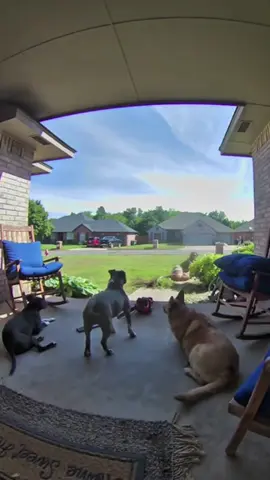The whole world is afraid of the word “MOM”😂🐕#dog #dogsoftiktok #dogtok #funny #fyp #doglover #pet #funnyvideos 
