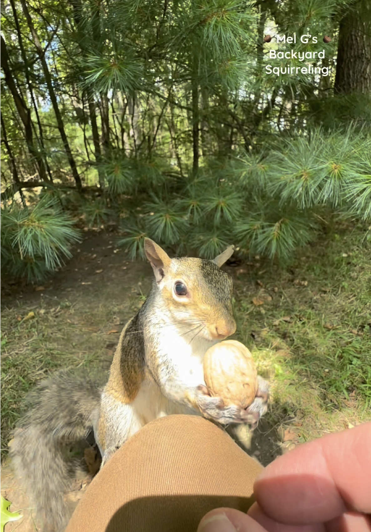 Shy Baby Eyeball and feisty Max!😂🐿️🐿️  #squirrelwhisperer #squirrel #funny #funnyanimals #nosharing #feisty #Max #BabyEyeball #squirrelfriends #backyardwildlife #connectwithnature #melgsbackyard #melgsbackyardsquirreling 