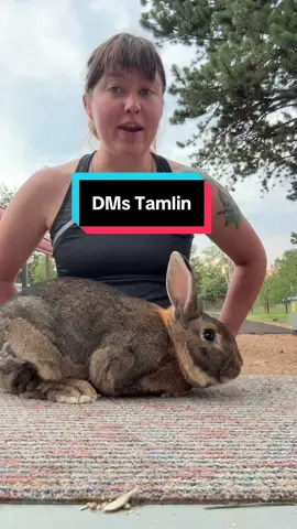 Replying to @the_mother_of_owls Who should I do next? #fy #fyp #farm #homestead #rabbit 
