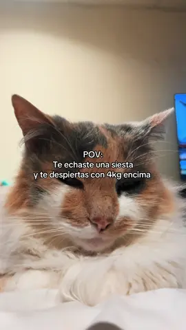 La michi cuidándome de las parálisis de sueño 💀 #foryou #fypシ゚viral #pov #cats #michi #siesta #fyppppppppppppppppppppppp 