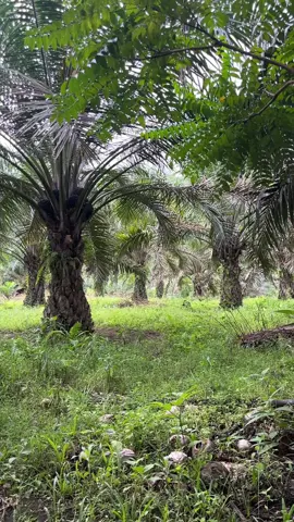 tunggu jika mau,tinggalkan jika ragu. #bibitsawit🌴🌴🌴 #petanisawit #pemulasawit🌴 #pesonasawit 
