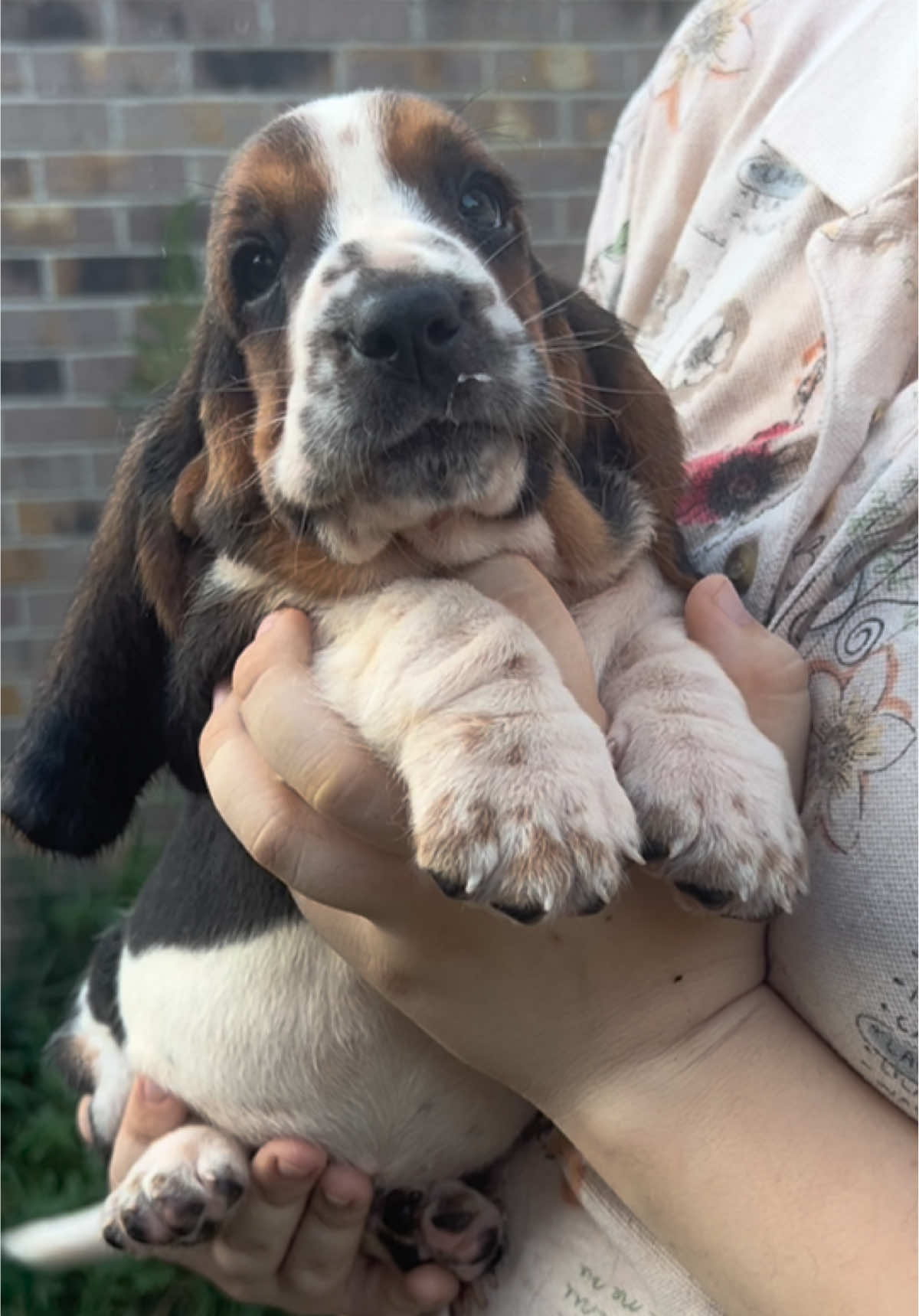 Maple Street Tootsie is a flirt for sure! #happypuppy #babydog #bassetpuppy #bassethoundsoftiktok #fyp