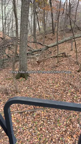 Can’t wait #Outdoors #bowhunting #deerhunting #whitetaildeer 