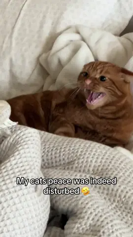 They invaded his space 😂 #fyp #fypシ #viral #creatorsearchinsights #kitten #cat #catsoftiktok 