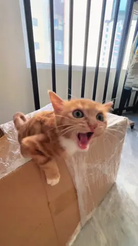 #cat#funny#catsoftiktok#foryou#fyp#foryoupage#funnyvideos#cute#pet#cutecat#animal#animalsoftiktok#usa🇺🇸#catlover#cats#funnycat#tiktokcat#pets#kitten#funnyanimals#kitty
