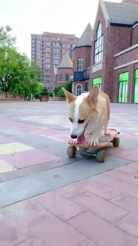 Dogs love skateboarding#dog #cute #Skateboarding #Pet #fyp 