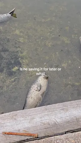I want it 😋😋😋 #seal #cute #california 