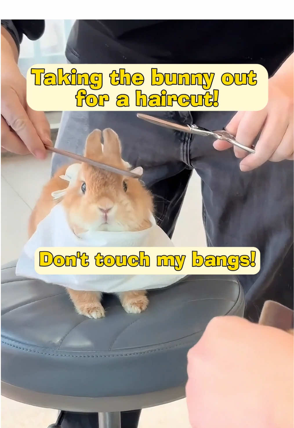 Cute 🥰 #cute #🐰 #pet #bunnyrabbit #rabbitsoftiktok #family 