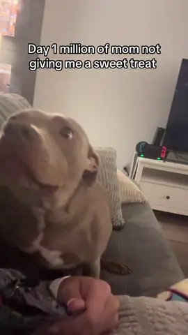 Queen of pouting over here, she’s a bit dramatic #pittielove #pittie #pitbullsoftiktok #pitbull #dogsoftiktok #rescue #fyp 