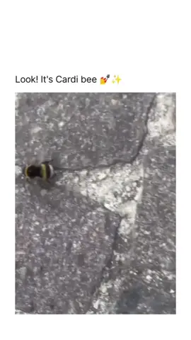 It’s cardio bee #tiktok #foryou #trend #azian_persuazian #ryan #viral #fyp #4u #funny 