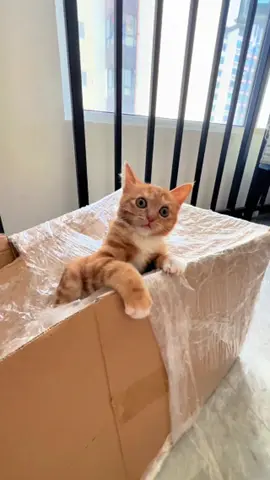 The softest little scream #cat #kitty #fyp #catlover #catsoftiktok 