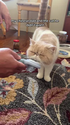 forget meimei it’s now meowmeow 😭 #pet #cat #perisancat #garfieldcat 