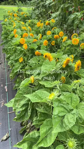 These teddy bear sunflowers at 2 ft  are the shortest variety in our patch. #sunflower #flower #flowerfarmer 