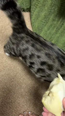 #cats #fyp 