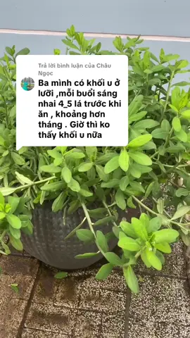 Trả lời @Châu Ngọc cảm ơn bạn đã chia sẻ thông tin về cây thuốc quý #caythachanh #xuhuong 