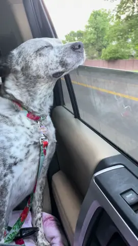 Hot summer nights, mid July #trending #dogsoftiktok #july #disableddog #fyp 