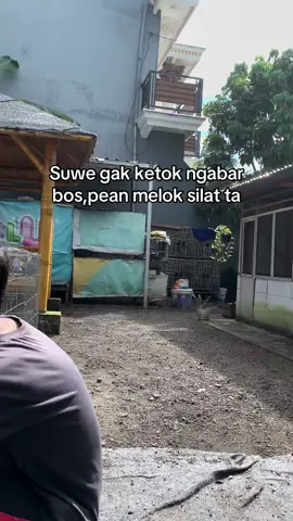 cihuyy #ayambangkoksuper #peternakmuda #hobby 
