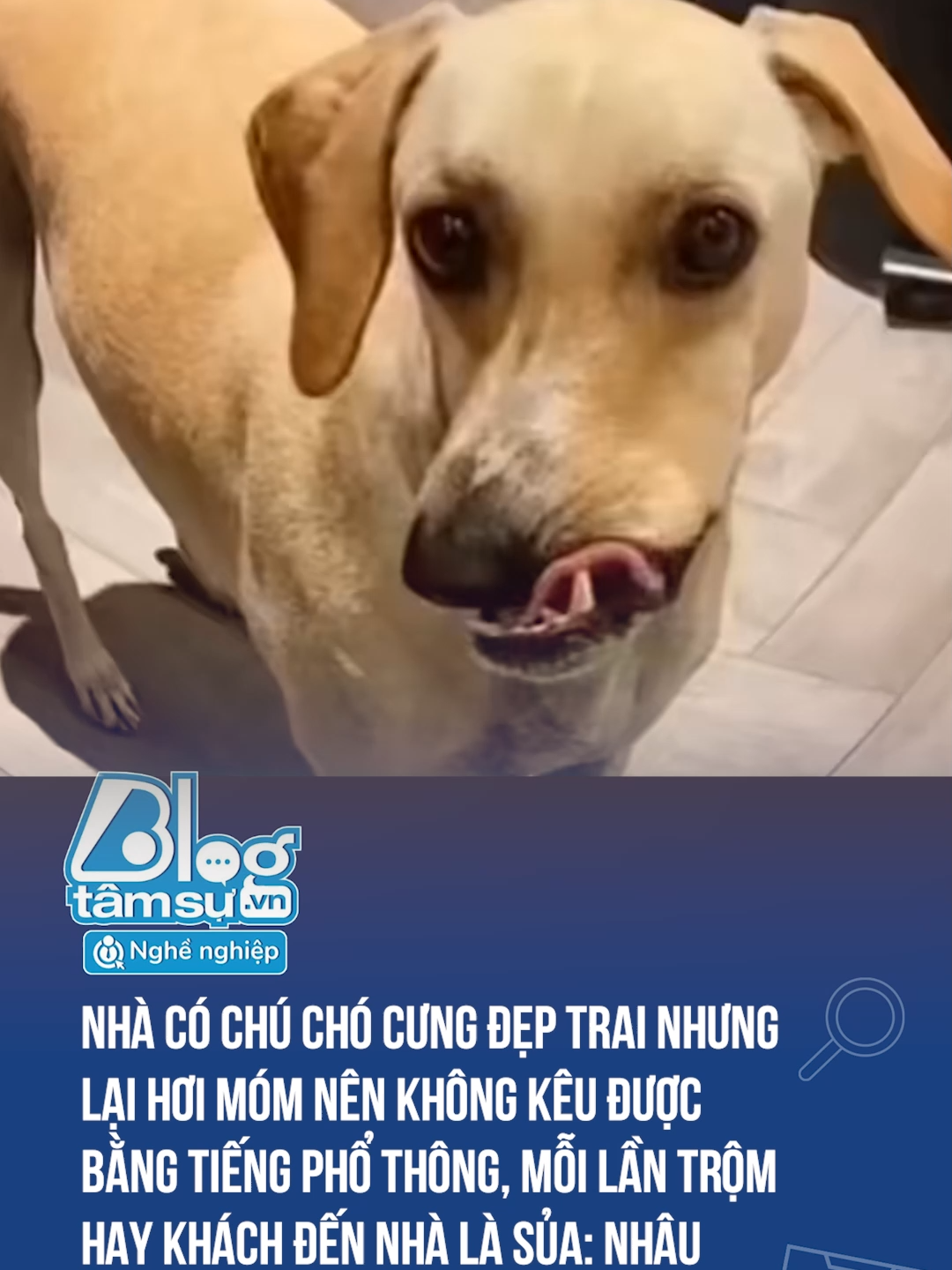 Nhâu nhâu nhâu, nhớ nhặt nhau nhó 🤣🤣🤣 #discovery #blogtamsu #xuhuong #btsmedia #tiktoknews #funfact #haihuoc #viral #funny #dongvat #dogfunny