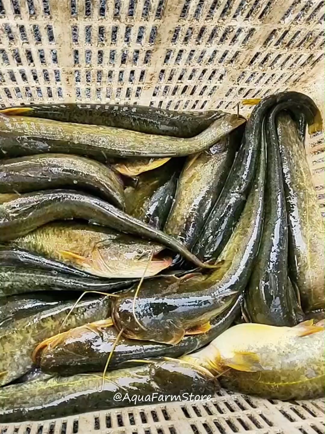 Cuma satu suplemen aja bisa untuk semua jenis ikan. Ini dia Bio Organic Fish Suplement!! #suplemenudang #vitaminudang #suplemen #suplemenunggas #suplemenikan #vitaminikan #vitaminhewan #vitaminorganik