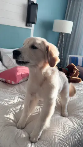 Gotta keep Bauer on his toes 🤷🏼‍♀️ #dogsoftiktok #dogsoftiktokviral #goldenretriever #puppy #dogs #golden #goldenpuppy 