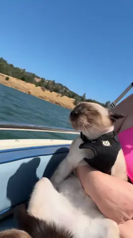 Lake days are the best days!  #boatcat #thor #lakedays 
