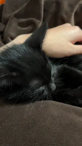 #catsoftiktok 