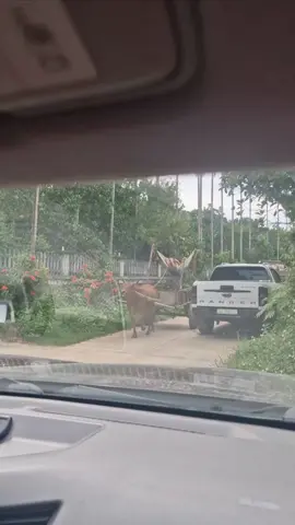 video gốc ông cụ cưỡi xe bò 2 tầng