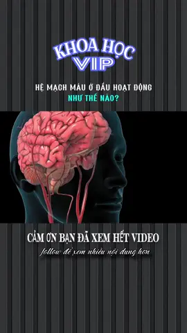 HỆ MẠCH MÁU Ở ĐẦU HOẠT ĐỘNG NHƯ THẾ NÀO? #khoahocvip #xhtiktok #stitch #LearnOnTikTok #khoahoc #xh #khampha 