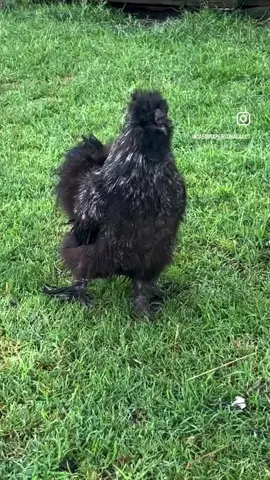 We were BLESSED 🙌🏾 by the sun ☀️ today at @HappyTrailsFarmAnimalSanctuary for our evening yoga session!  The rain poured before and monsooned after, but it stopped just in time to say hello 👋 to the animals and flow in the courtyard. 🐾🐾 There were chickens 🐓, roosters, pigs, and more. All sweet creatures enjoying their stay before finding their loving forever homes 🤗.  Happy Trails is a non-profit farm animal rescue whose rescues include goats, pigs, sheep, ducks, roosters, horses and more! Are you looking for a new furry, feathered, or 4-legged friend to welcome to your family? Check out their page to learn how the adoption process works.  Unable to adopt? You can visit or volunteer at the farm. Head over to their IG page and click their link in the bio to register for an event or tour.  The next Yoga on the Farm is Sun, Aug 24th at 10am. 🐾🐾 #carmitasmiles #happytrailsfarmanimalsanctuary #smilesyoga #farmanimalrescue #yogaonthefarm #ravennaohio #happytrails #farmanimalsanctuary #farmanimaladoption #yogaforgood #clevelandOH #KentOH #nonprofit #nonprofitrescue