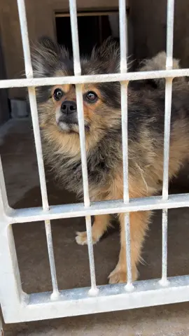 Hello, I am a neutered male Pomeranian.  The shelter staff in Chula Vista think I am about 5 years old. I am scared & confused as to why I am here, not sure if I took the wrong turn, got lost & my owners did not bother looking for me. Or if i did something wrong that my owners did not want me anymore. All I did was give them love. I am an extremely sweet boy.  All I ask for is an opportunity to show you what I am capable of... Loving you. Maybe we could be friends for a very long time. Could you Adopt me or perhaps foster me? I will only take up some of your space and love you unconditionally. #animalrescue #rescuepartner #animalshelter#adoptme #adoptdontshop #adopt #pomeranian #pomeraniansoftiktok #chulavista #sandiego #chulavistaanimalcarefacility #boost #boostofhope #baby #babyboy #sweet #loving #excited #humanity #humanrights #human #humanrescue #humanrescuedbydog 