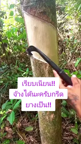#คนกรีดยาง #คนทำมีด #ยางพารา #Rubber #ธรรมชาติ 