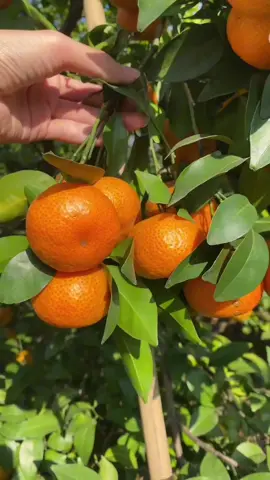 Gercepin yuk stok terbatas #santangmadu #jeruk #buahbuahan #fruit #jeruksantangmadu #murahbanget #foryou #fyp 