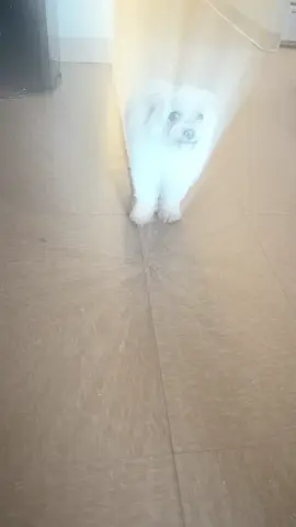 hello steven