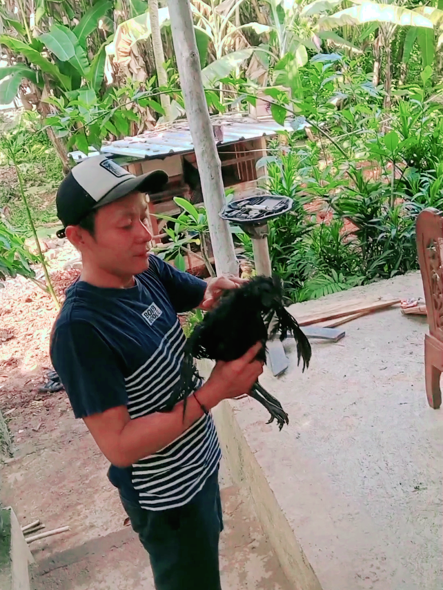 ayam cemani ...  Cisauk - BSD