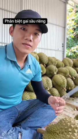 Cách Phân biệt trái sầu riêng gai nhím gai trung gai nù #lợisầuriêng #giásầuriêng #giasaurienghomnay #sầuriêng 