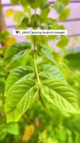 #جزء 100#تصويري📷 #تصويري_احترافي_الاجواء👌🏻🕊😴 #عباراتكم_الفخمه📿📌 #لايك_متابعه_اكسبلور 