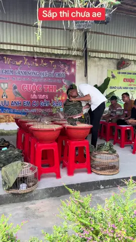 Ae chuẩn bị cho chiên binh của mình đến đâu r#chungchim #mechimcanhvietnam #cugaymalaysia #cugay #chimcugay #cugaygiongtho #cumaimalaysia 