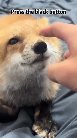 cute foxes #animals #cuteanimals #fox #exoticpets #funnyanimals 