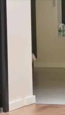 When Your Cat Active thief mode 😹😹😹😹✨️ #cat #cats #kitten #meow #catfight #catlovers #viral #funny #animals #trend #WWE #thief #funny #fyp