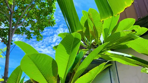 #📸 #iphone11 #4k #60fps #vn #fyp 