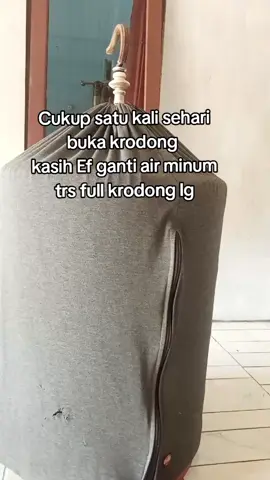 Rawatan murai rontok#muraiborneokalimantan #muraibatu #sahabatkicau #sekedarhobi #fypシ゚ 