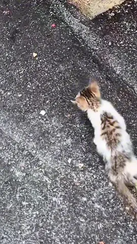 The poor kitten struggles to move after breaking its two hind legs.#catcute #poorcat #cat #kitten 