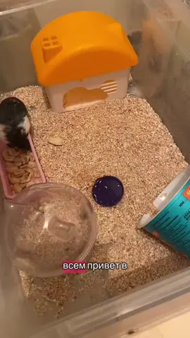 Опилки положила больше, как просили #контейнер #хомяк🐹 #джунгарик #hamster #hamsters #jungarianhamster #уборка 