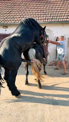 #Artur🐎❤️💪💯🔝 #Barby🐎💝❤️ #Armăsar disponibil la Montă💪 #Fermă partea 489