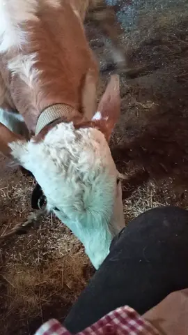 Ne marka hayvanınız var 😂😂 #inek #simentaldana #simentalhayvancılık #hayvansevgisi #🐄 #besicilik 