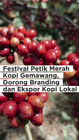 📍Gemawang, Temanggung Panen raya kopi dibuka meriah lewat Festival Petik Merah! ☕🌱 Bupati Temanggung Agus Setyawan ikut memetik langsung kopi terbaik di kebun warga dan ajak semua generasi muda untuk bangga jadi petani. 💬 