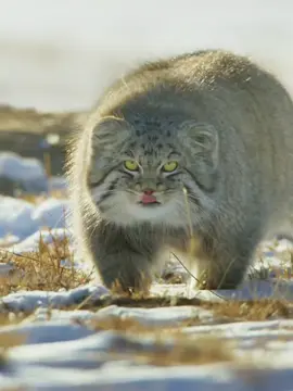 #animalsworld #amazon #wildlife 
